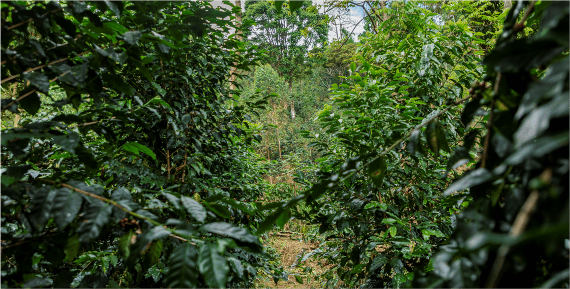 bosque de café geisha