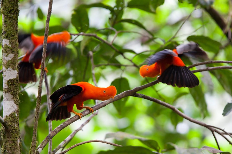 3 gallitos